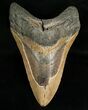 Bargain Megalodon Shark Tooth #6654-1